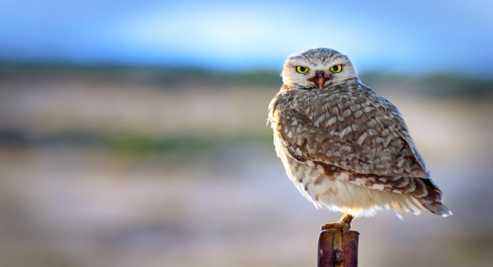 Backlit Owl at 1600 x 1200 size wallpapers HD quality