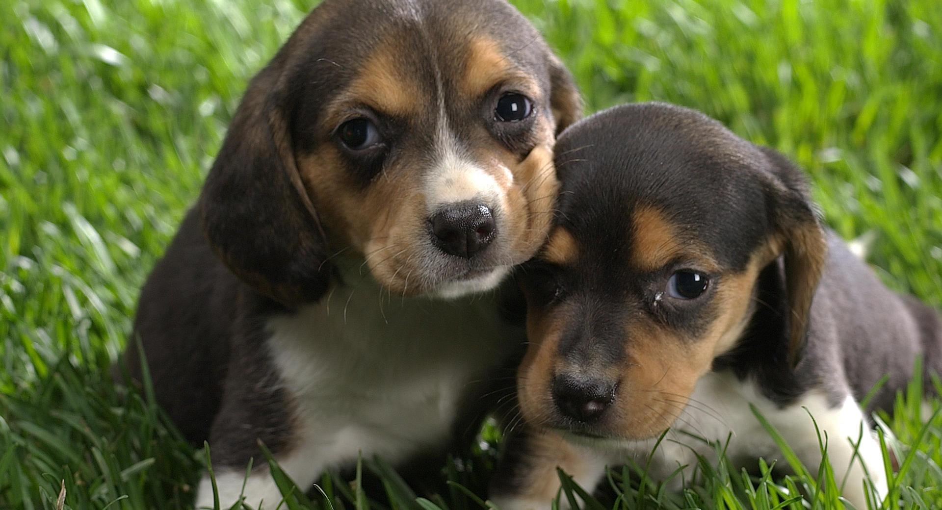 Beagle Puppies at 1334 x 750 iPhone 7 size wallpapers HD quality