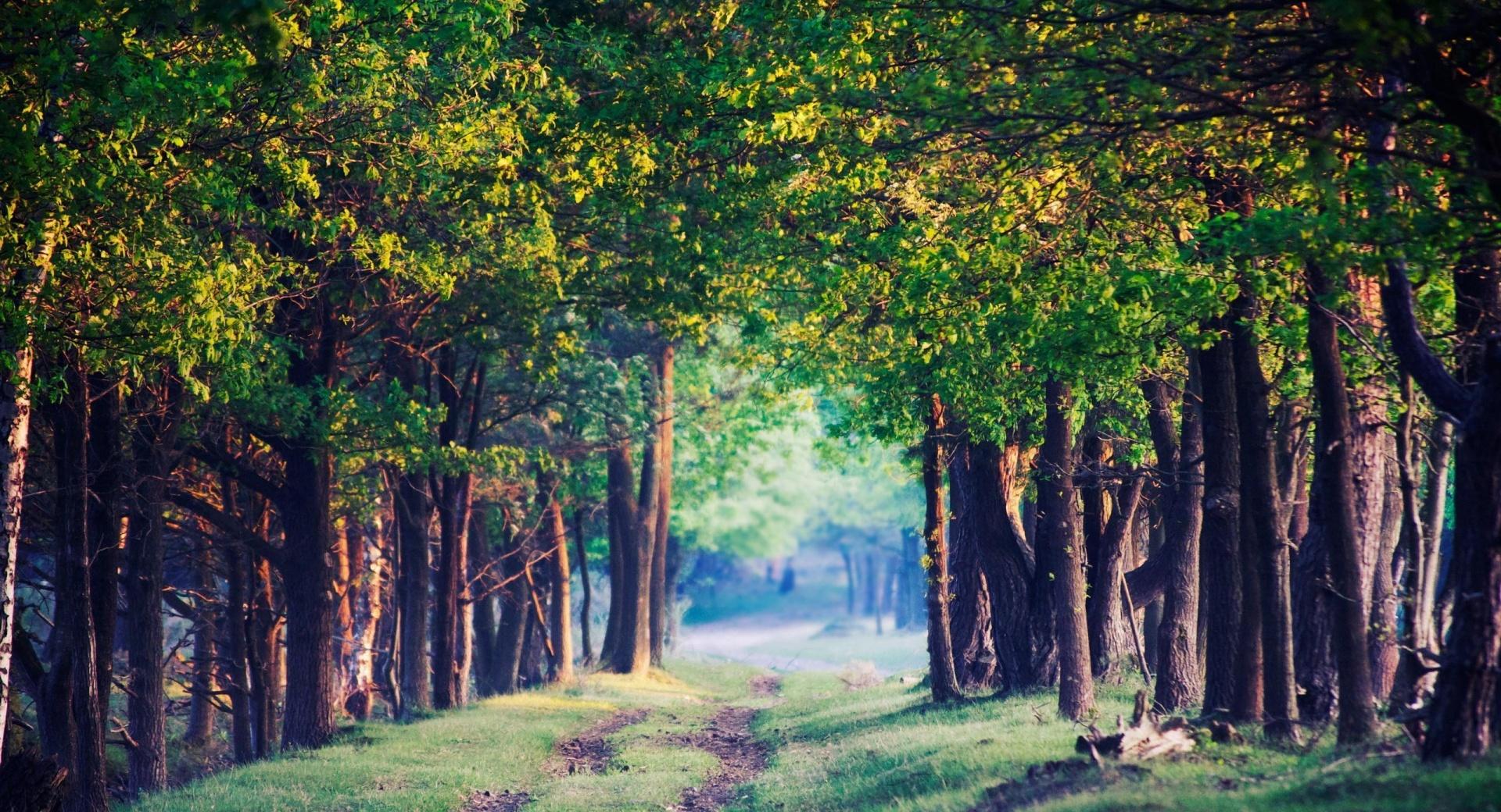 Beautiful Forest Path, Summer wallpapers HD quality