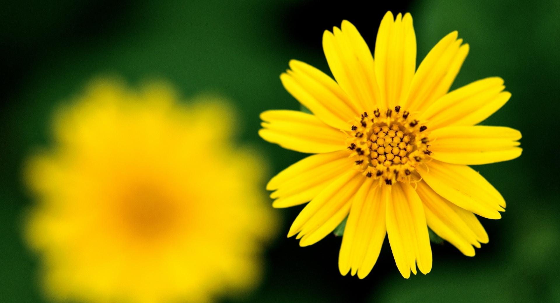 Beautiful Yellow Flower at 1280 x 960 size wallpapers HD quality