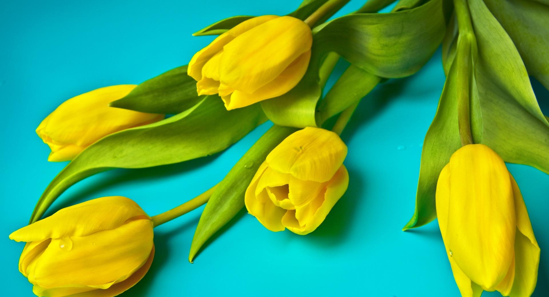 Beautiful Yellow Tulips wallpapers HD quality