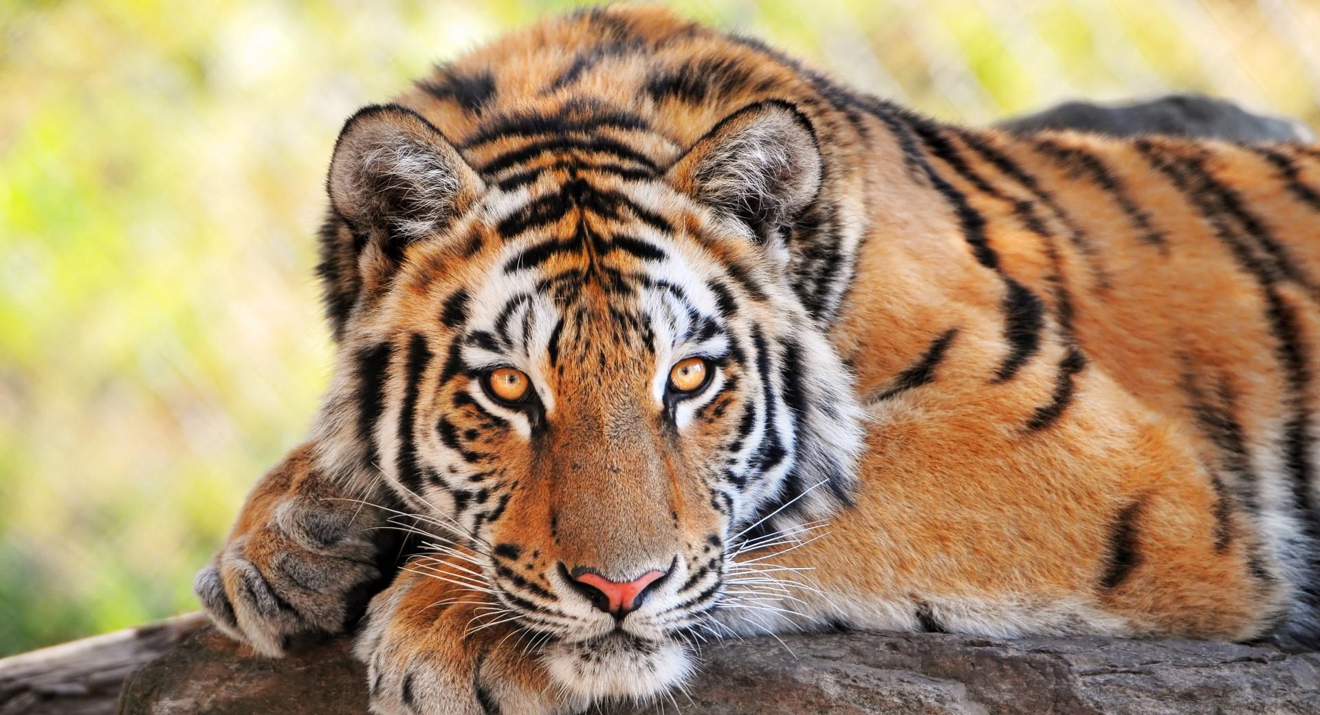 Beautiful Young Tiger wallpapers HD quality