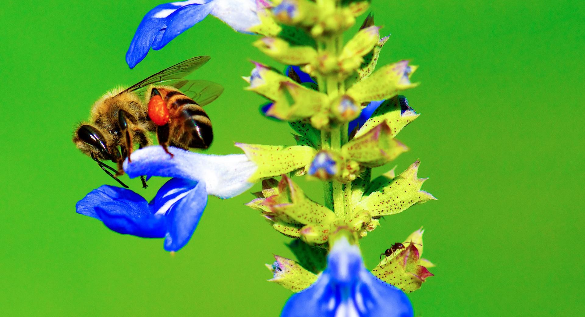 Bee, Ant, Blue Flower at 320 x 480 iPhone size wallpapers HD quality