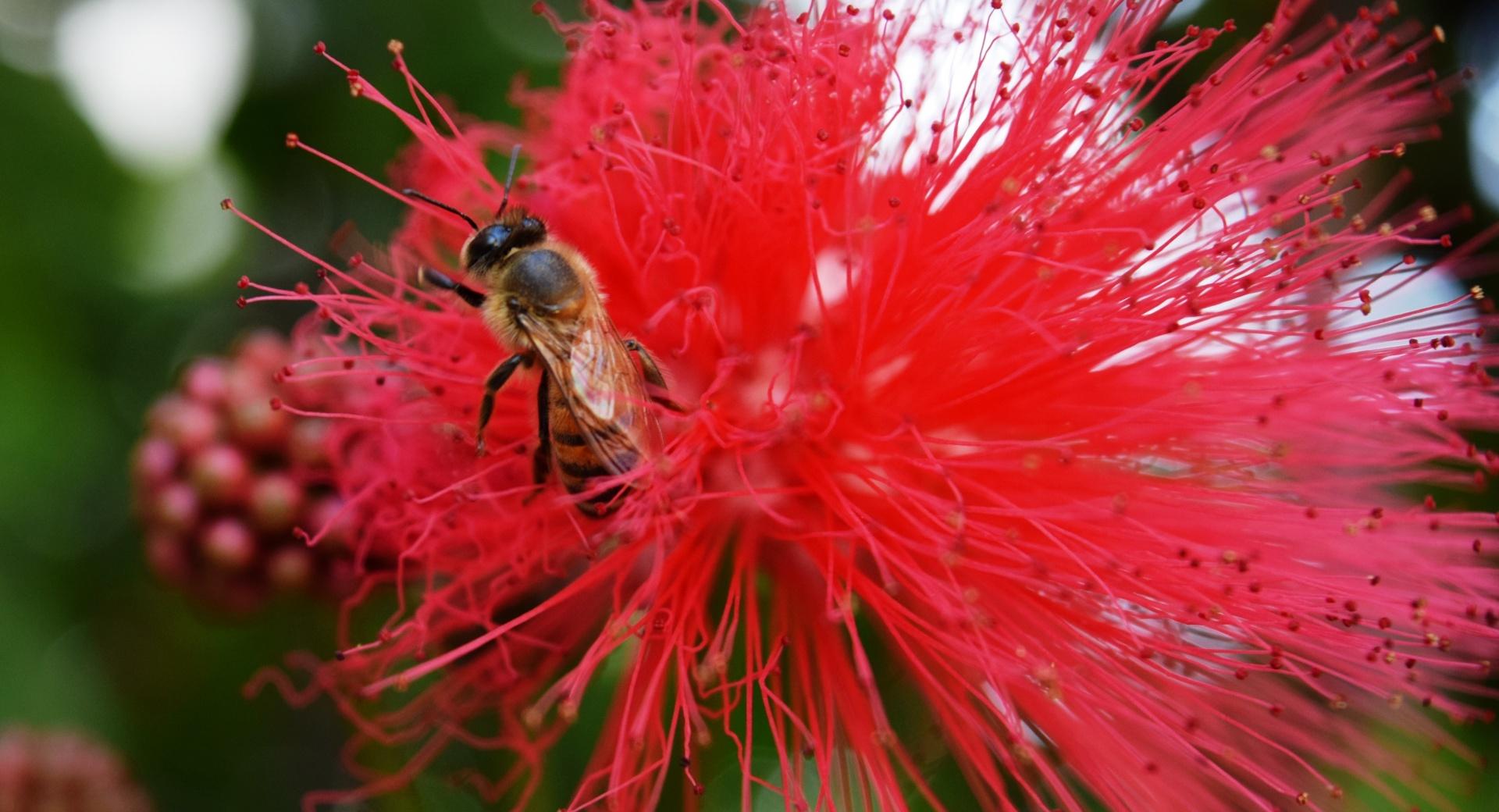 Bee Feasting in Flower at 750 x 1334 iPhone 6 size wallpapers HD quality