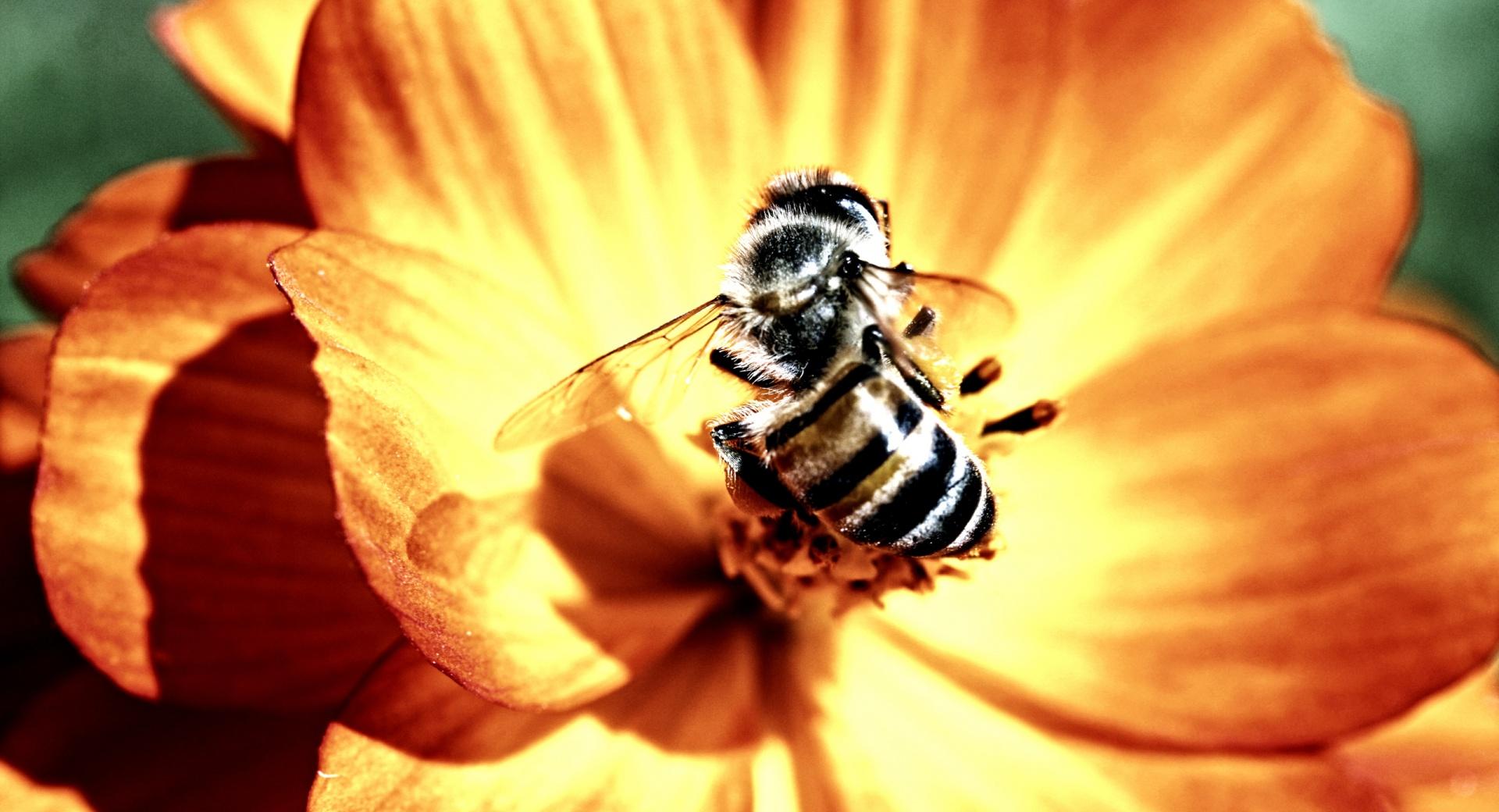 Bee on Flower at 750 x 1334 iPhone 6 size wallpapers HD quality