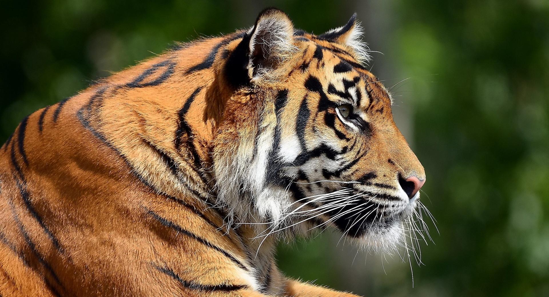Bengal Tiger Profile at 640 x 960 iPhone 4 size wallpapers HD quality