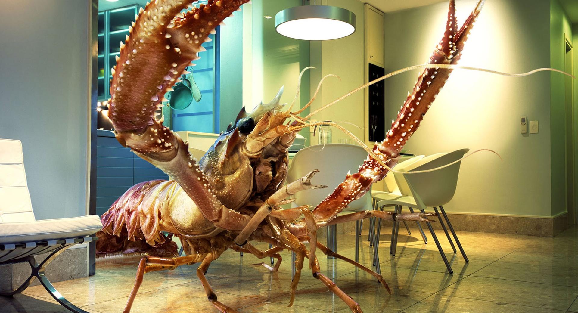 Big Shrimp at 1152 x 864 size wallpapers HD quality