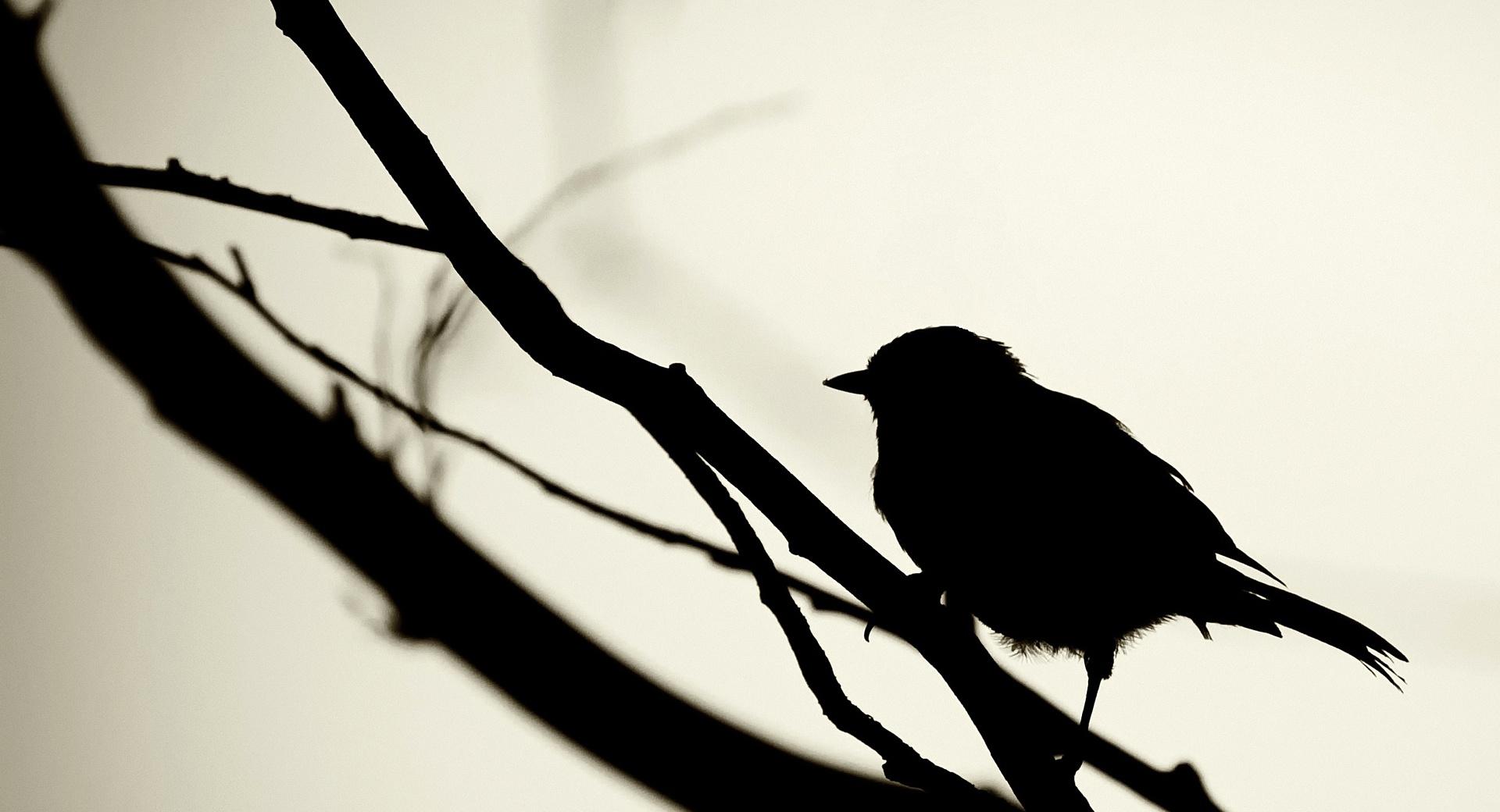 Bird Silhouette at 1152 x 864 size wallpapers HD quality