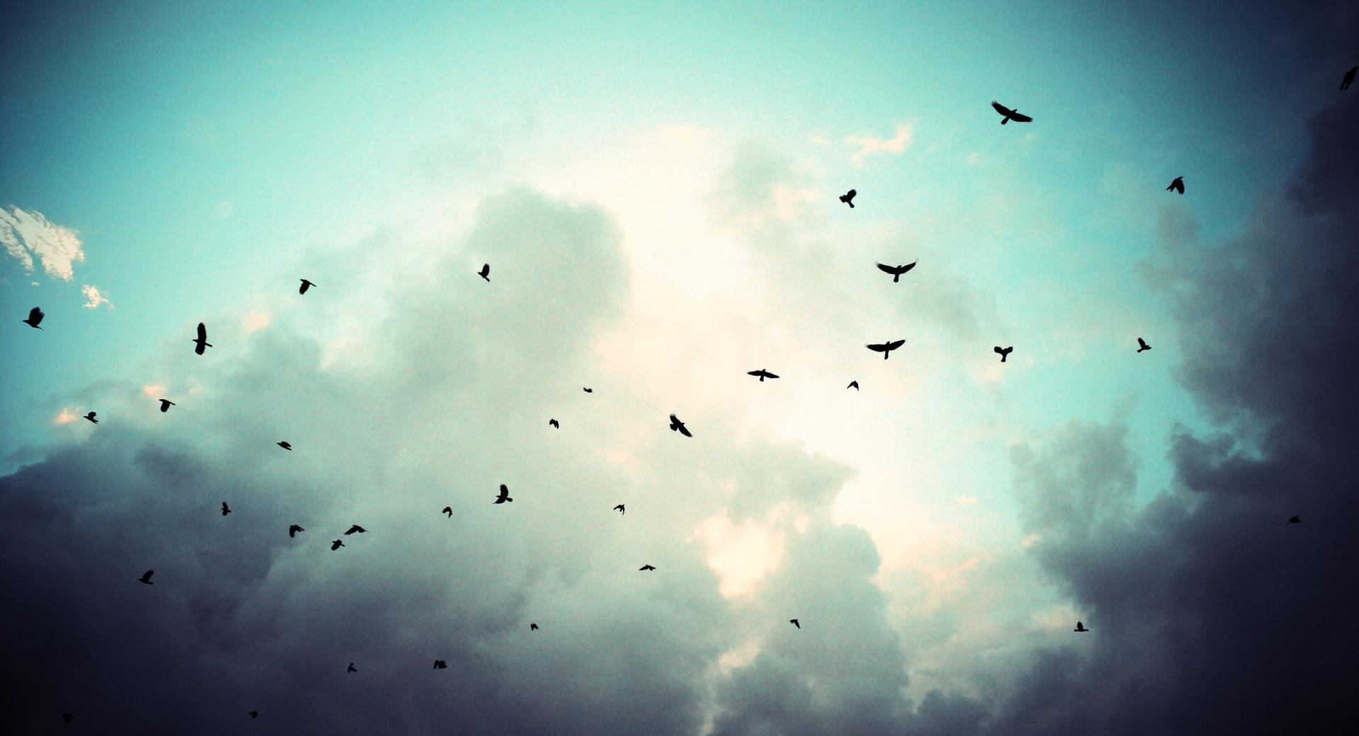 Birds In Flight at 640 x 1136 iPhone 5 size wallpapers HD quality
