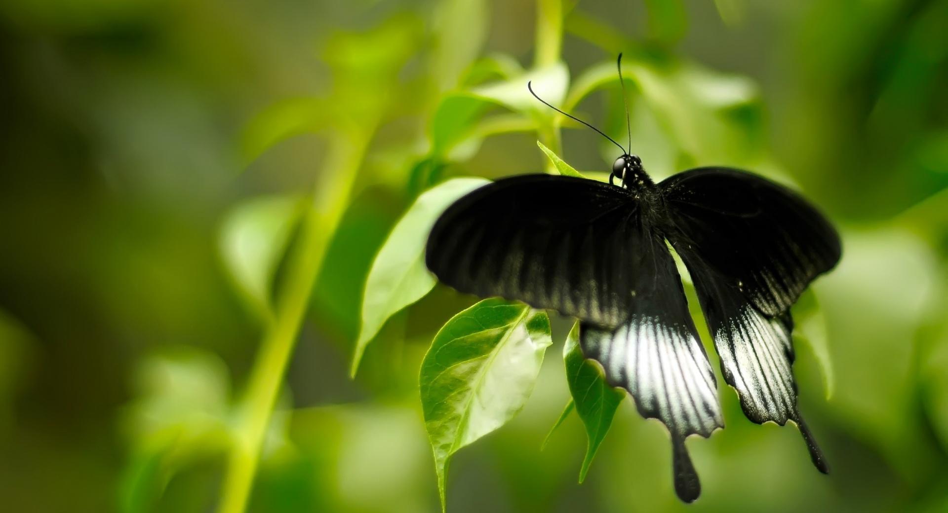 Black And White Butterfly at 1600 x 1200 size wallpapers HD quality