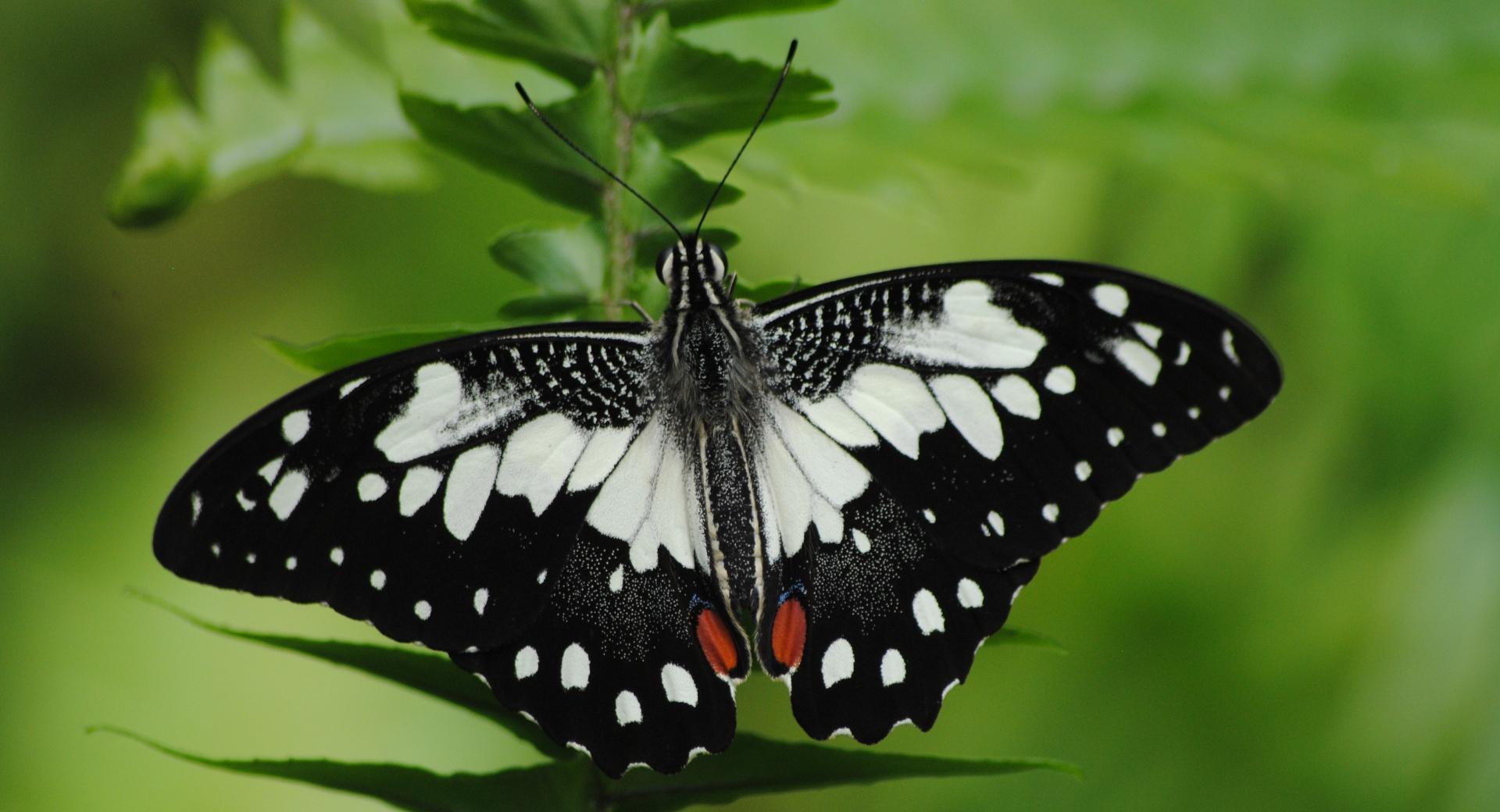Black And White Butterfly Macro wallpapers HD quality