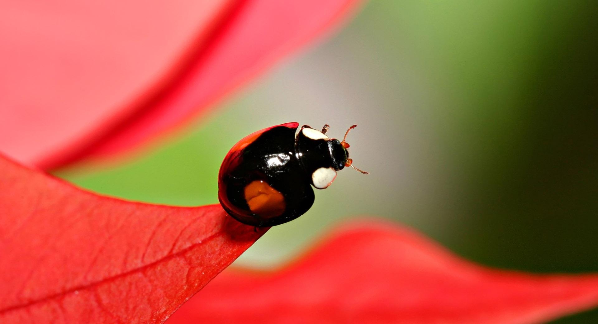 Black Beetles With Red Spots at 1152 x 864 size wallpapers HD quality
