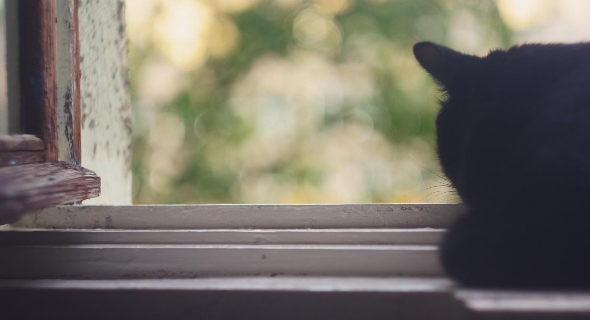 Black Cat Near Window at 320 x 480 iPhone size wallpapers HD quality