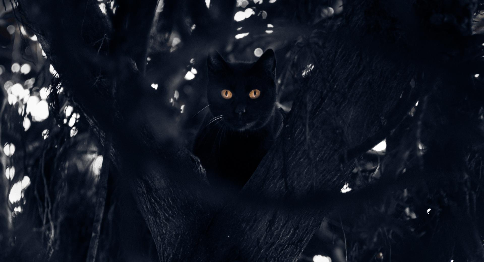 Black Cat Perched in a Tree at 2048 x 2048 iPad size wallpapers HD quality