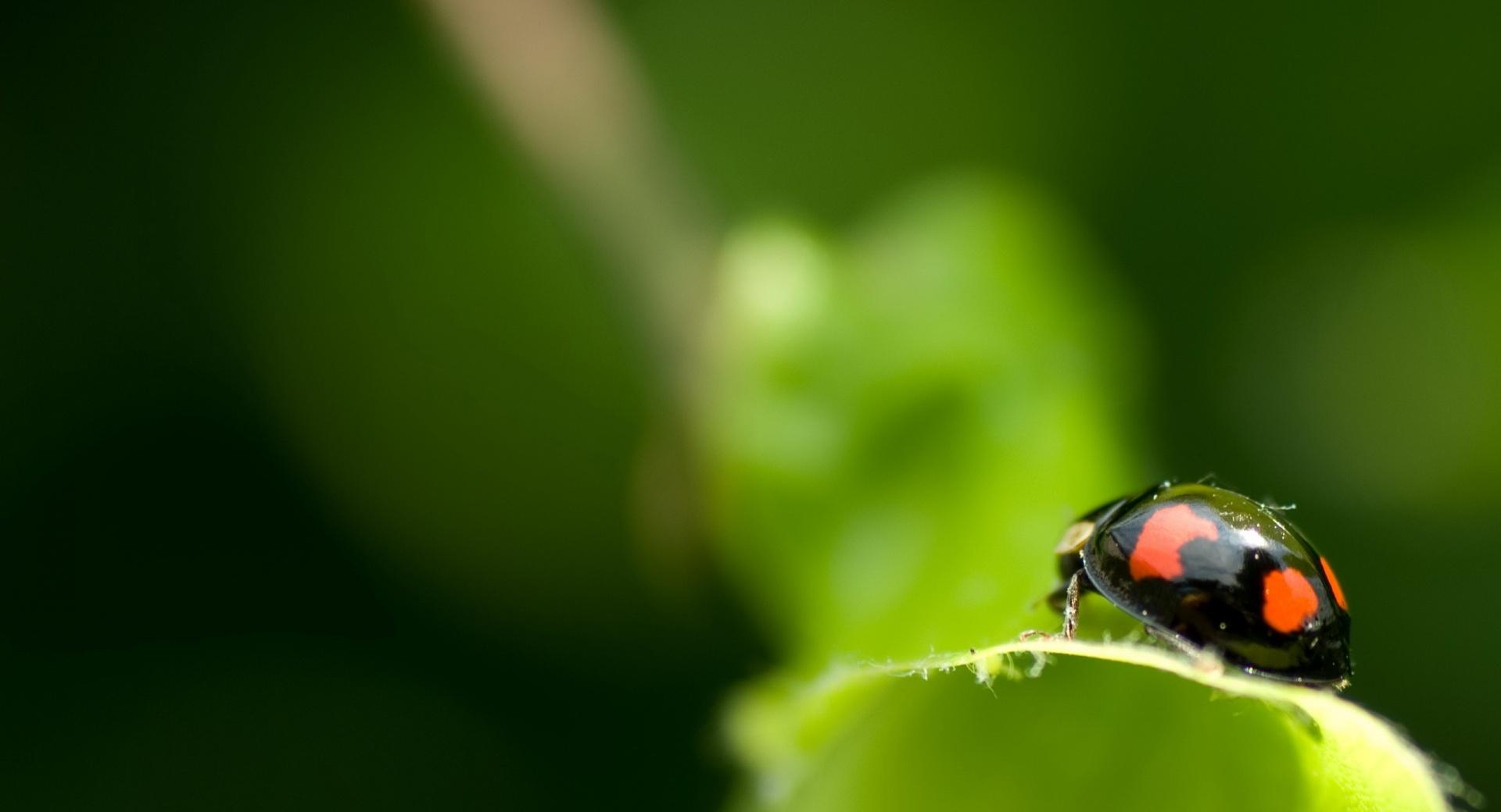Black Ladybug Macro wallpapers HD quality