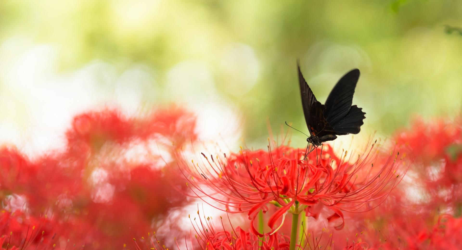 Black Swallowtail Butterfly and Red Spider Lily wallpapers HD quality