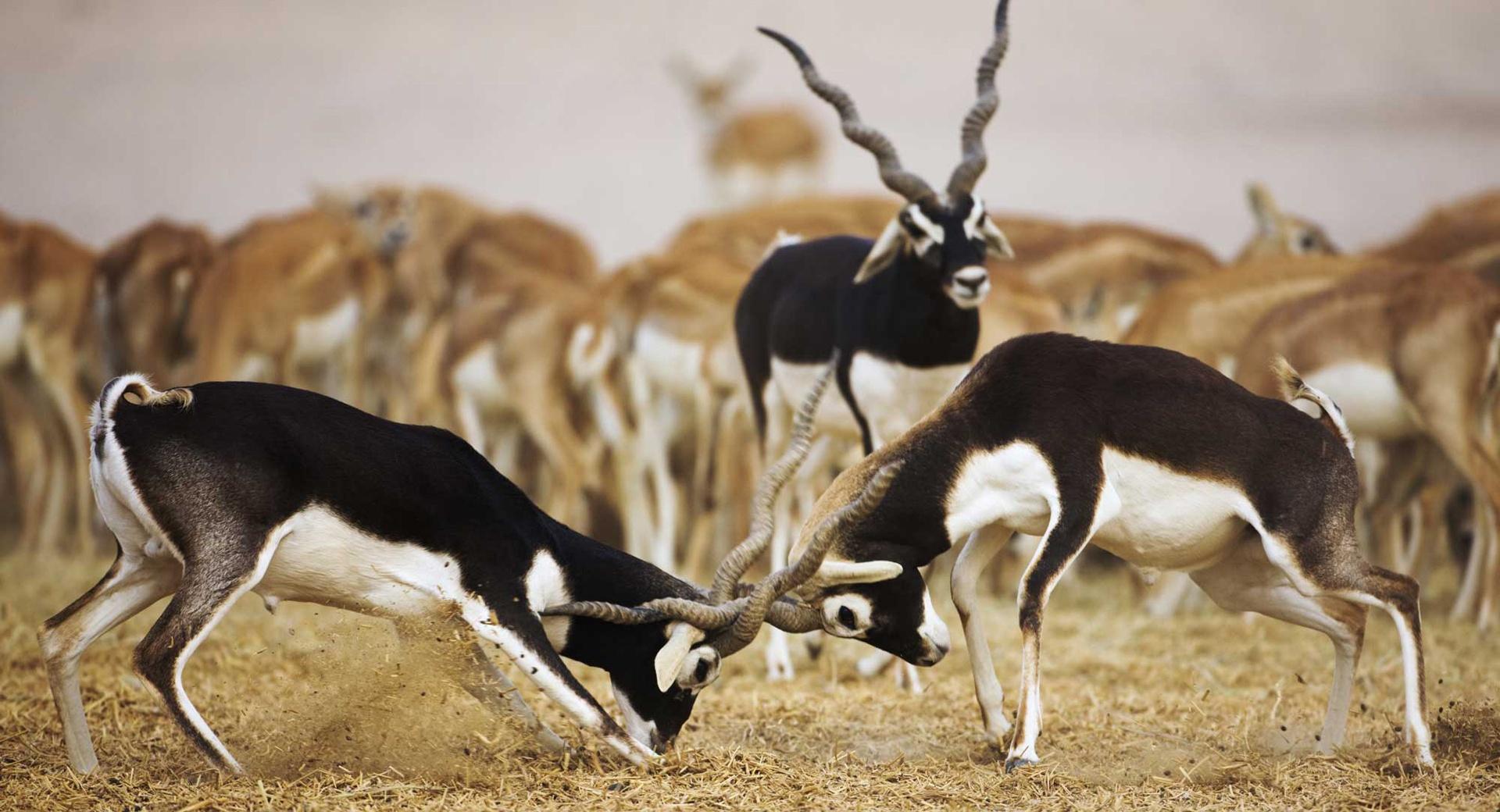 Blackbuck Antelopes at 1152 x 864 size wallpapers HD quality