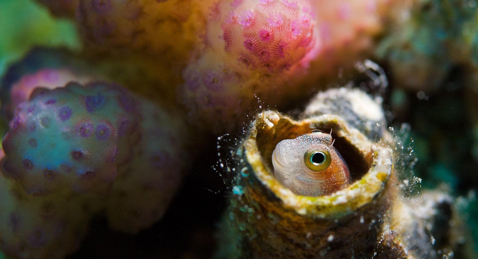 Blenny, Red Sea wallpapers HD quality