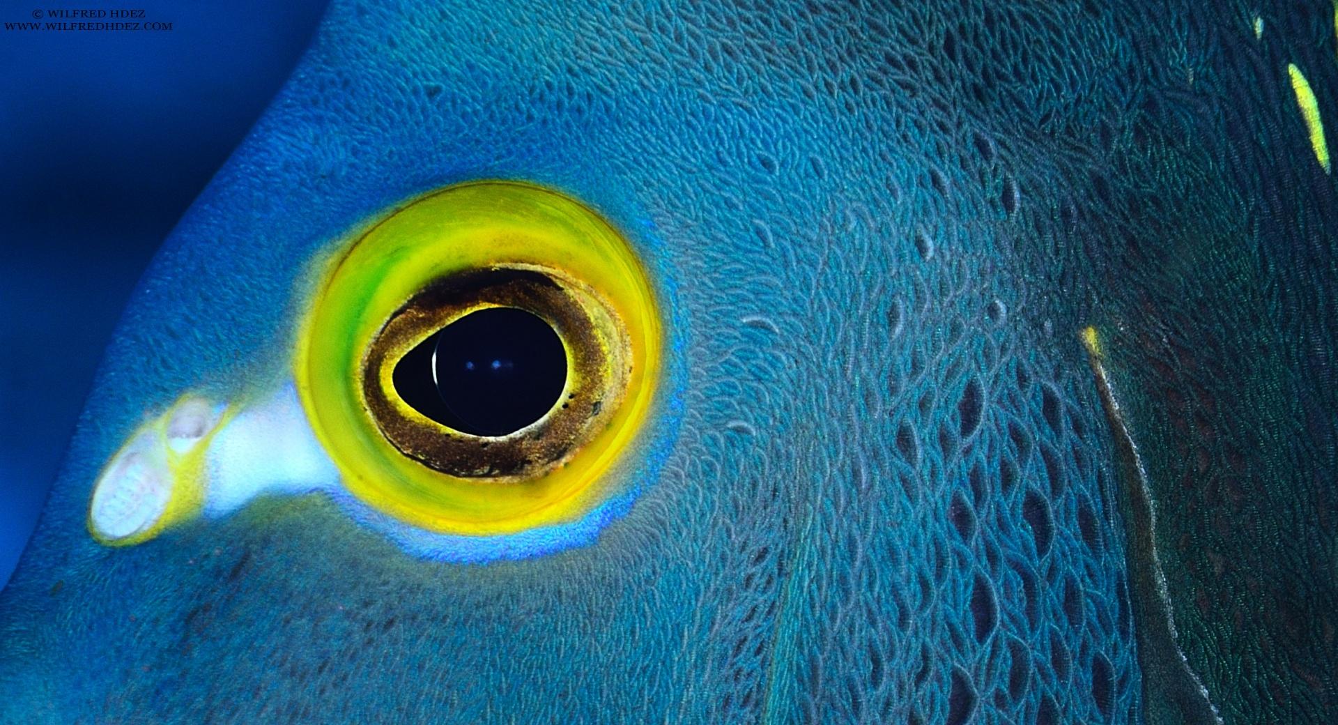 Blue Fish with Yellow Eyes wallpapers HD quality
