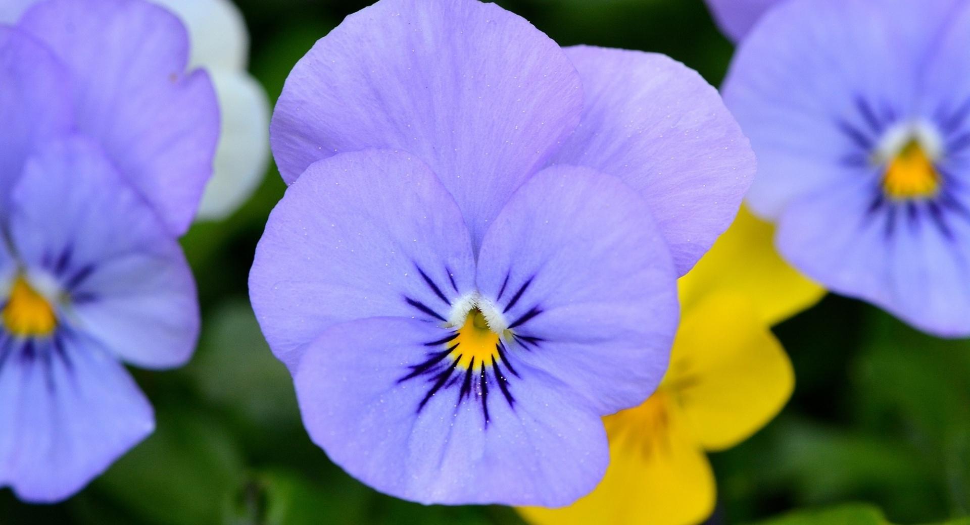 Blue Pansies at 640 x 960 iPhone 4 size wallpapers HD quality