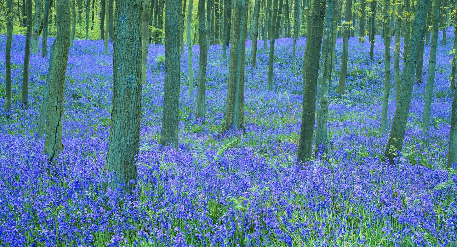 Bluebells In The Forest at 750 x 1334 iPhone 6 size wallpapers HD quality