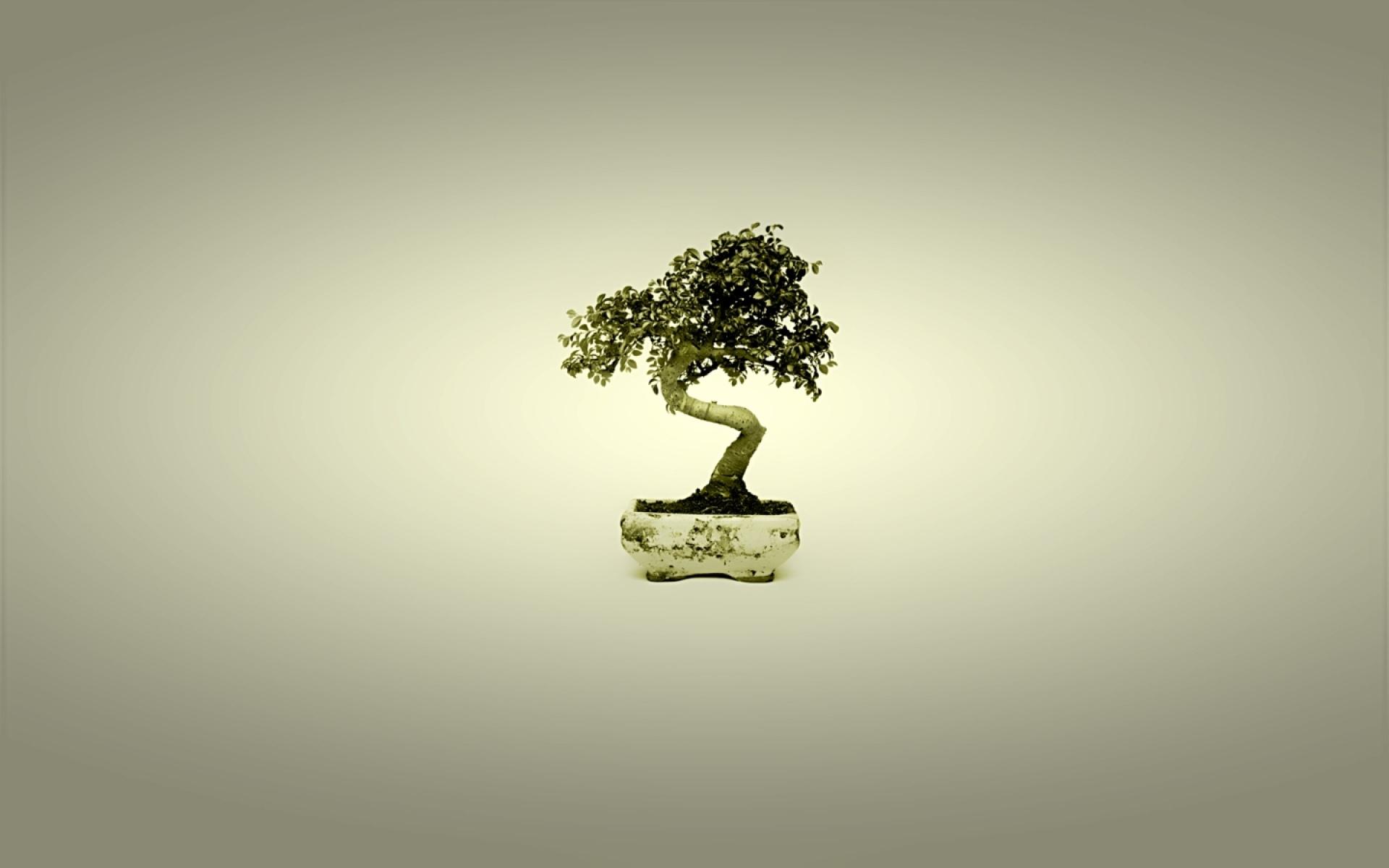 Bonsai at 1334 x 750 iPhone 7 size wallpapers HD quality