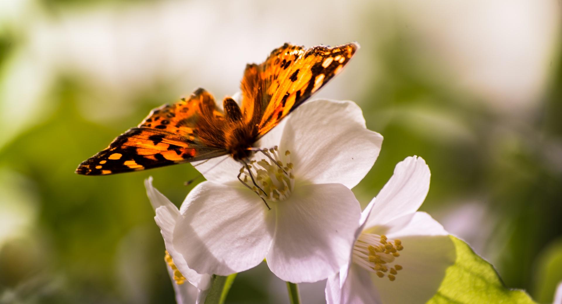 Butterfly and Flowers at 320 x 480 iPhone size wallpapers HD quality