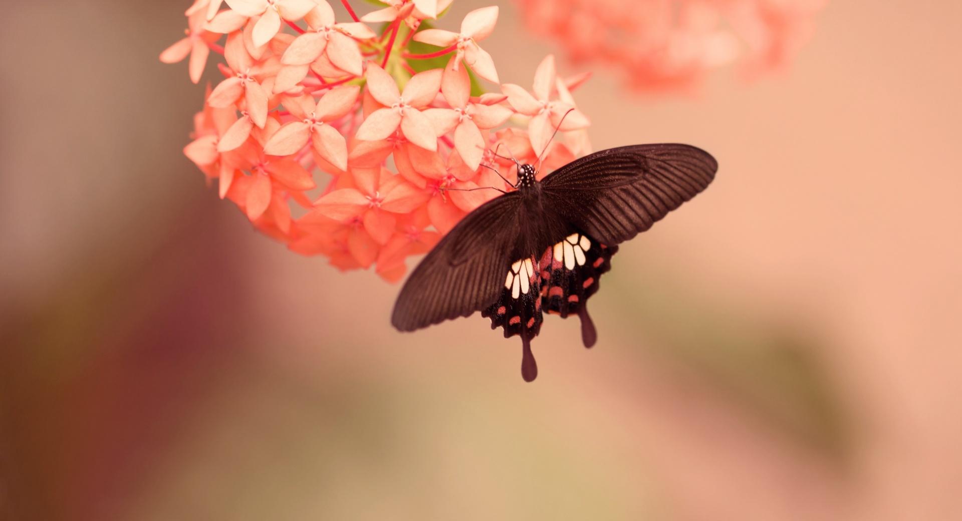 Butterfly on Flower wallpapers HD quality