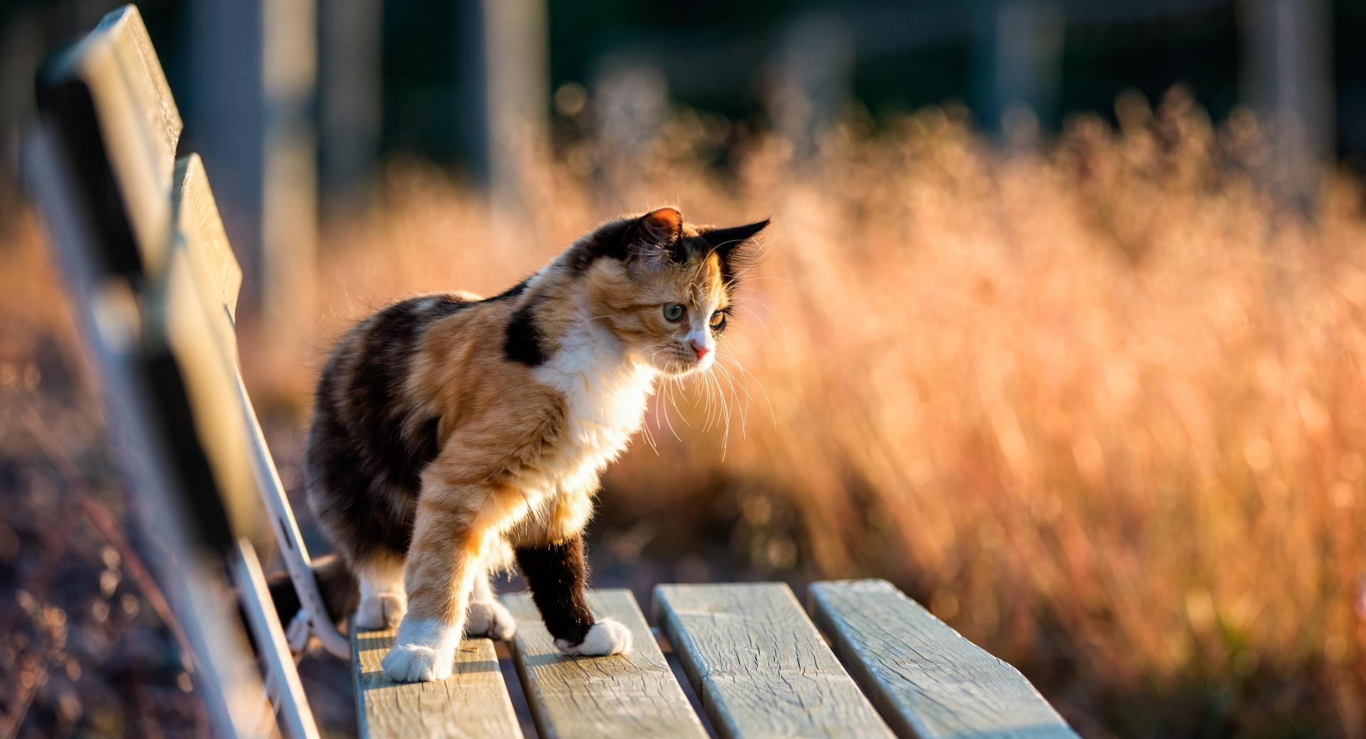 Calico Kitten at 1280 x 960 size wallpapers HD quality