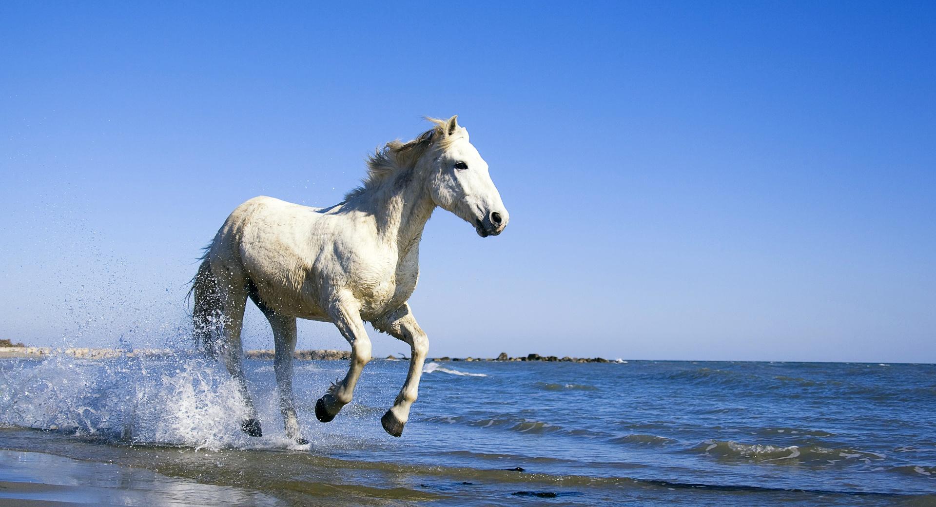 Camargue Horse wallpapers HD quality