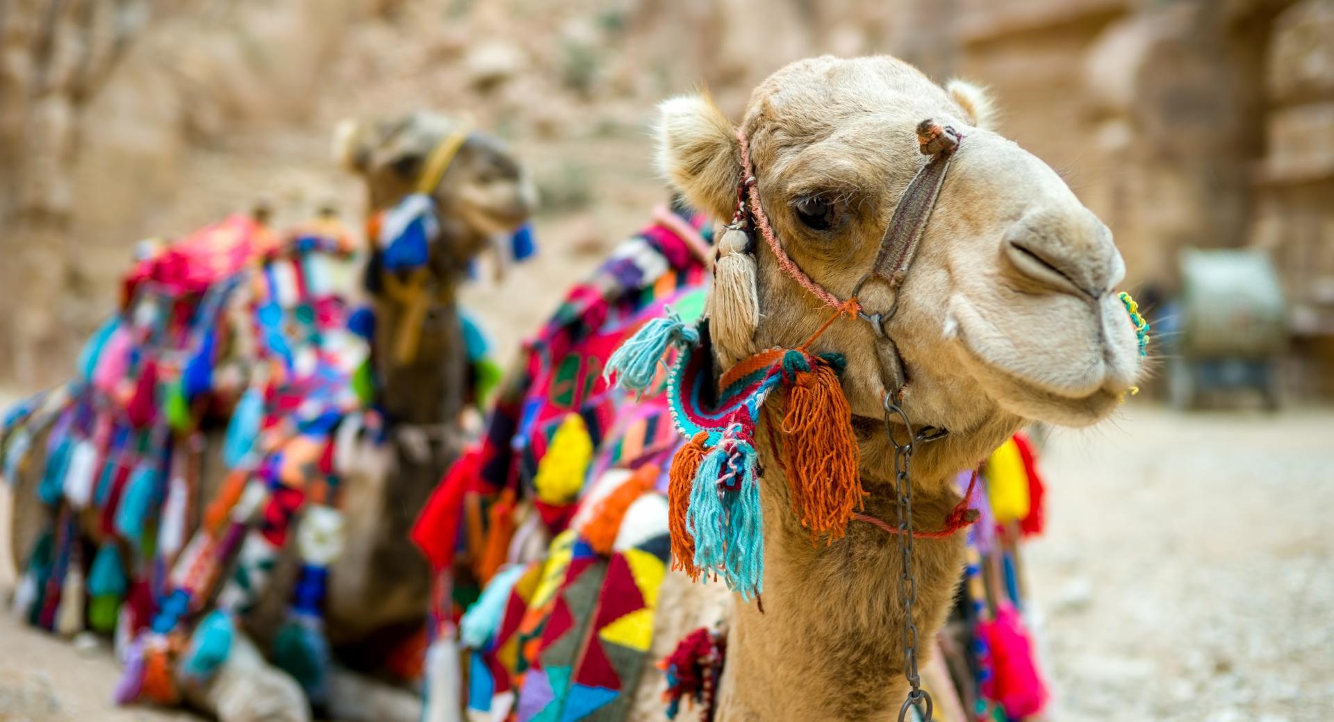 Camel Close-Up at 1600 x 1200 size wallpapers HD quality