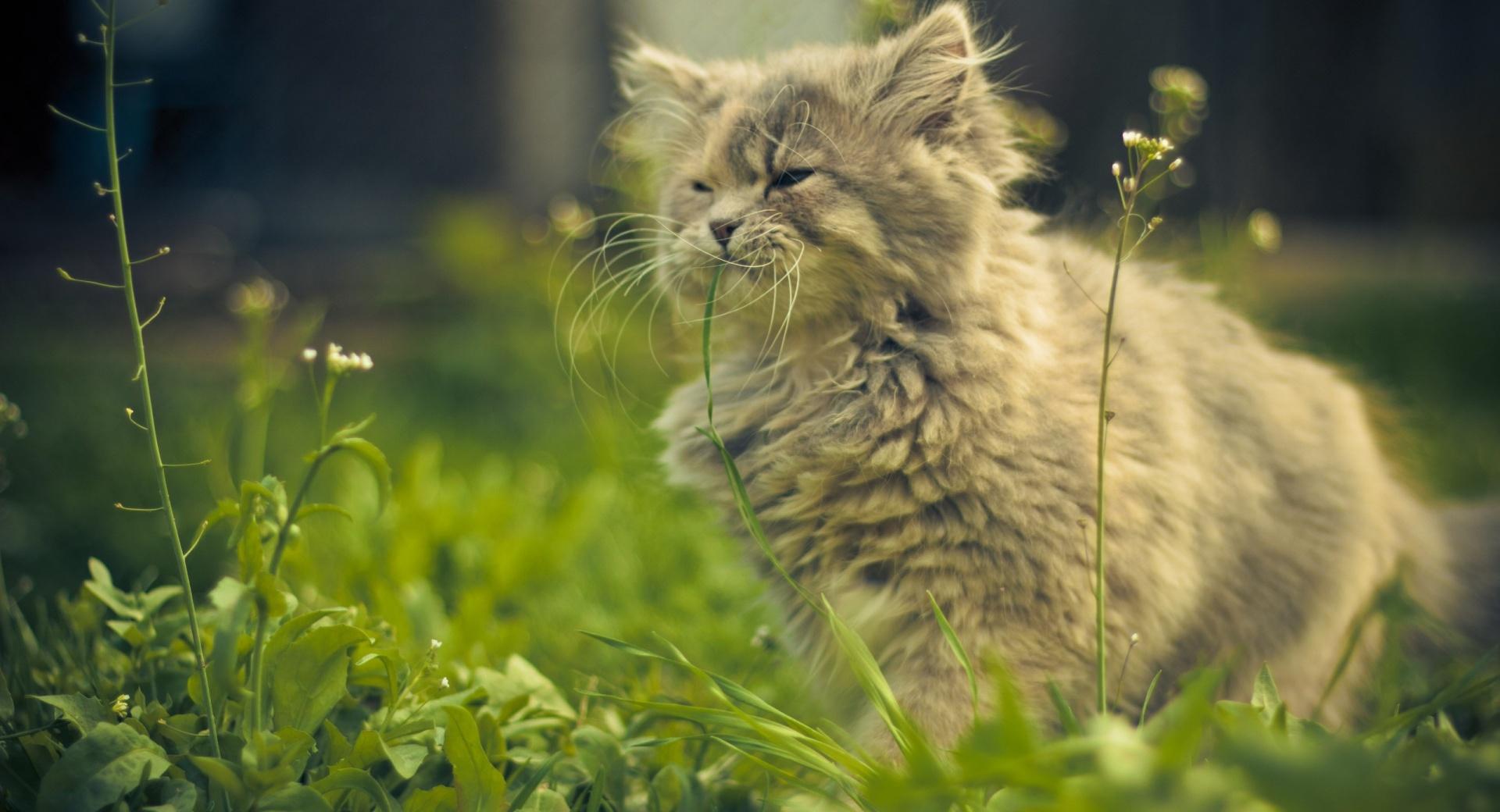 Cat Eating Grass at 640 x 960 iPhone 4 size wallpapers HD quality