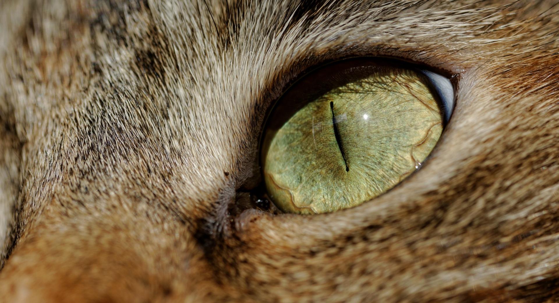 Cat Eye Macro at 1024 x 1024 iPad size wallpapers HD quality