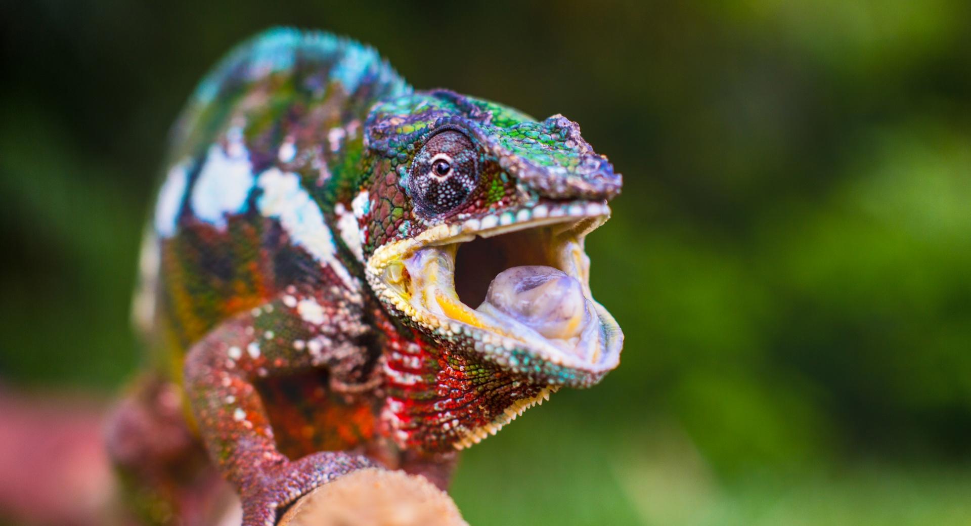 Chameleon Tongue at 1280 x 960 size wallpapers HD quality