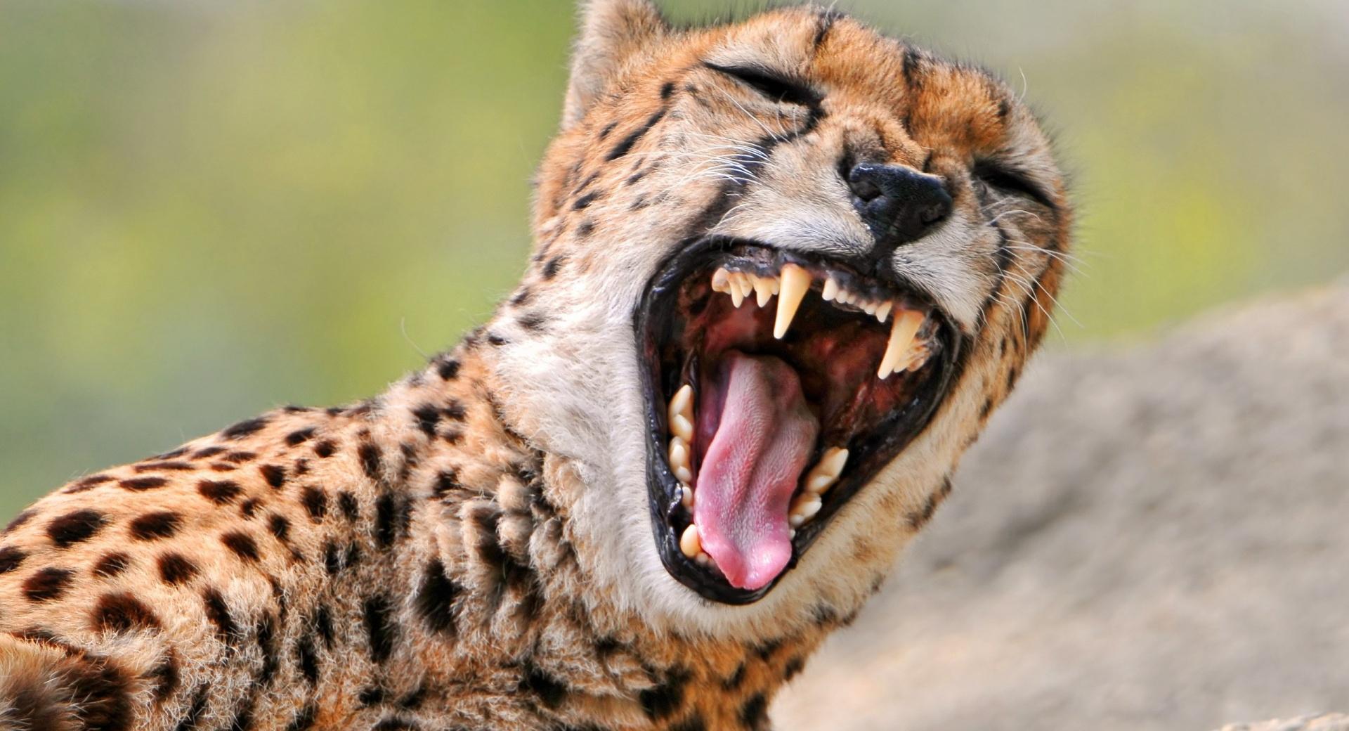 Cheetah Yawning at 640 x 1136 iPhone 5 size wallpapers HD quality
