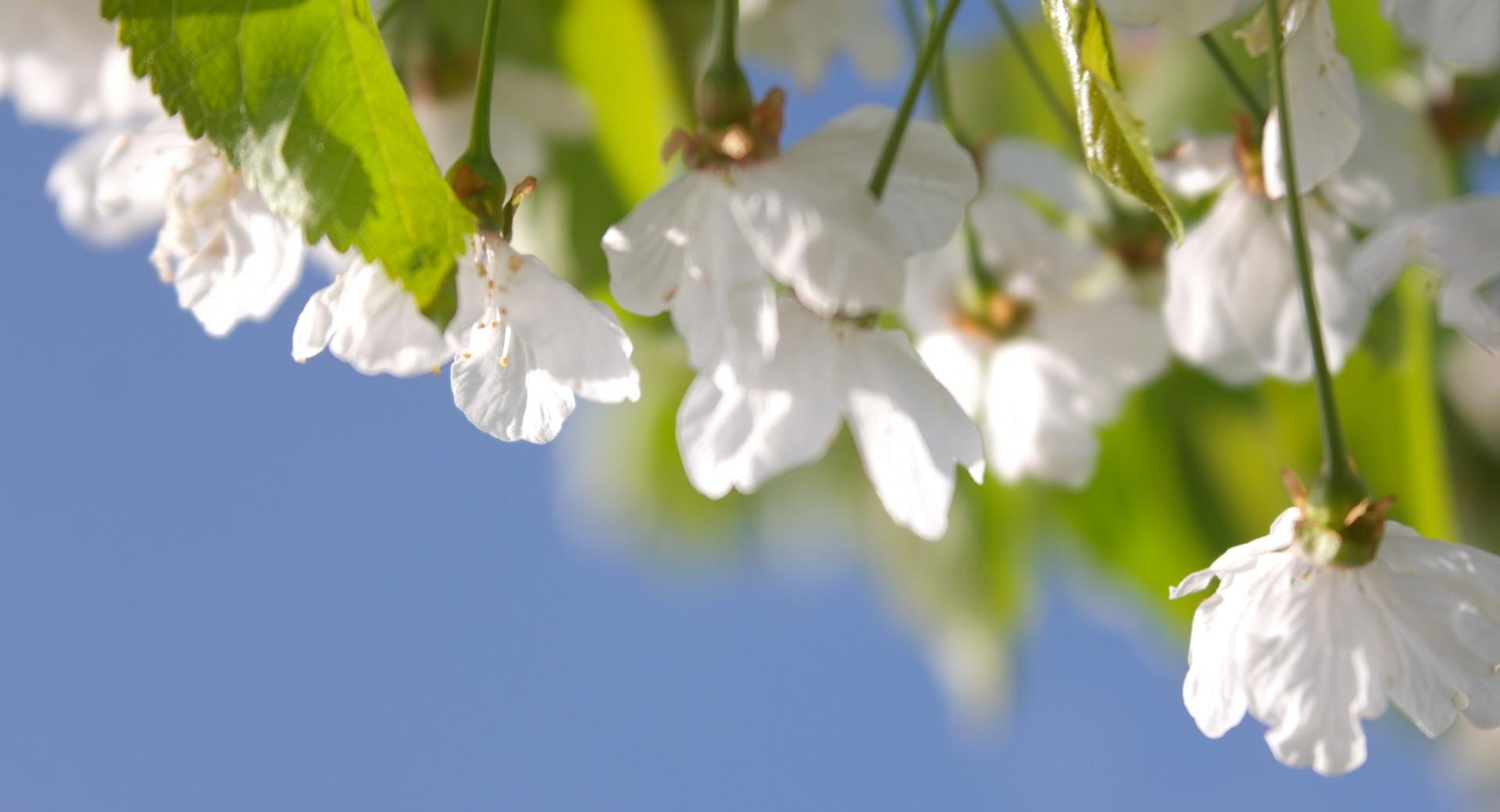 Cherry Tree at 1152 x 864 size wallpapers HD quality