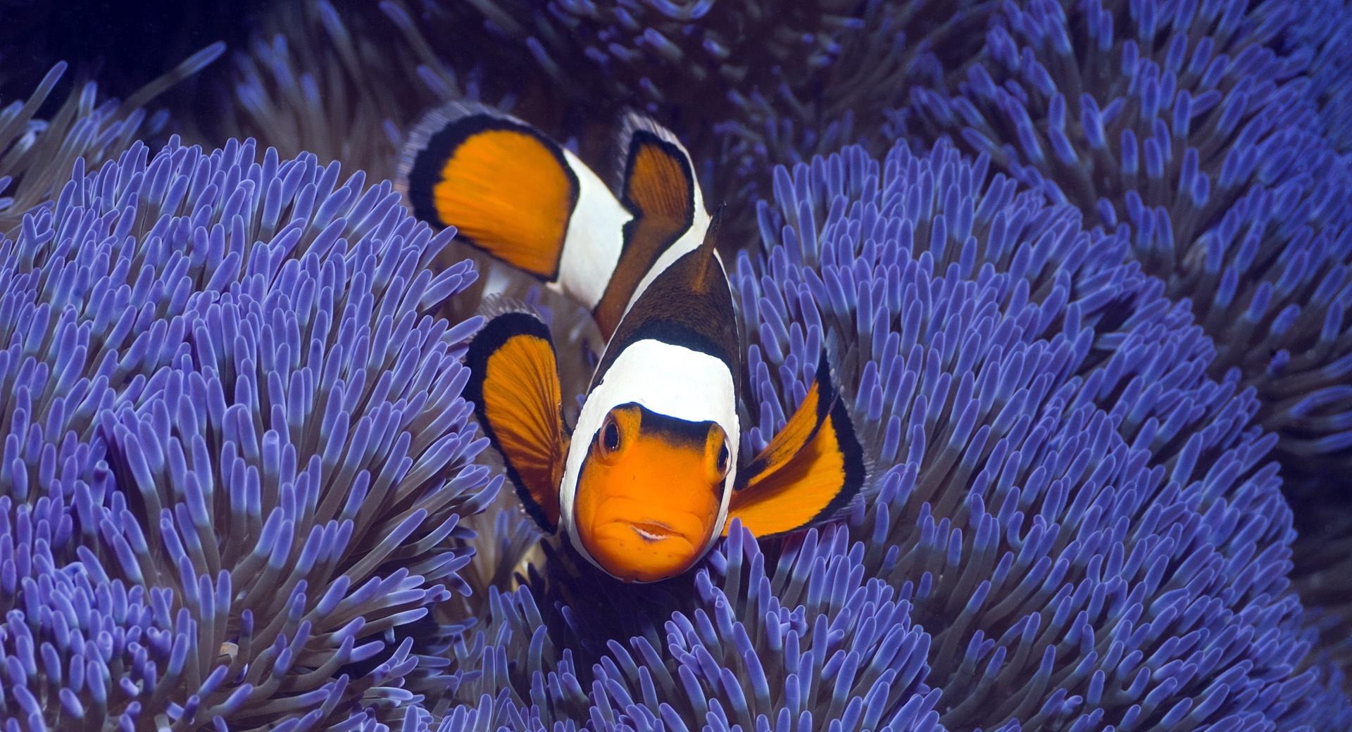 Clown Anemonefish West Papua Indonesia at 1024 x 1024 iPad size wallpapers HD quality