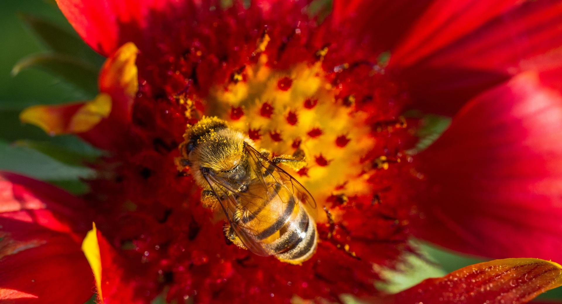 Collecting Pollen at 750 x 1334 iPhone 6 size wallpapers HD quality