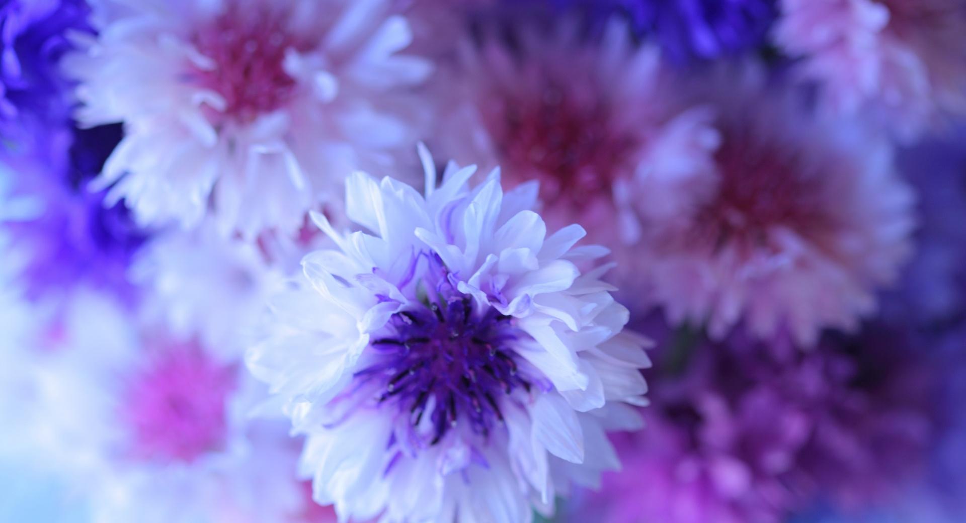 Cornflower Bouquet at 640 x 1136 iPhone 5 size wallpapers HD quality