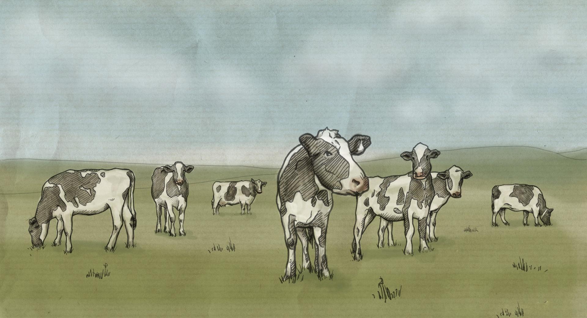 Cows Drawing at 1024 x 768 size wallpapers HD quality