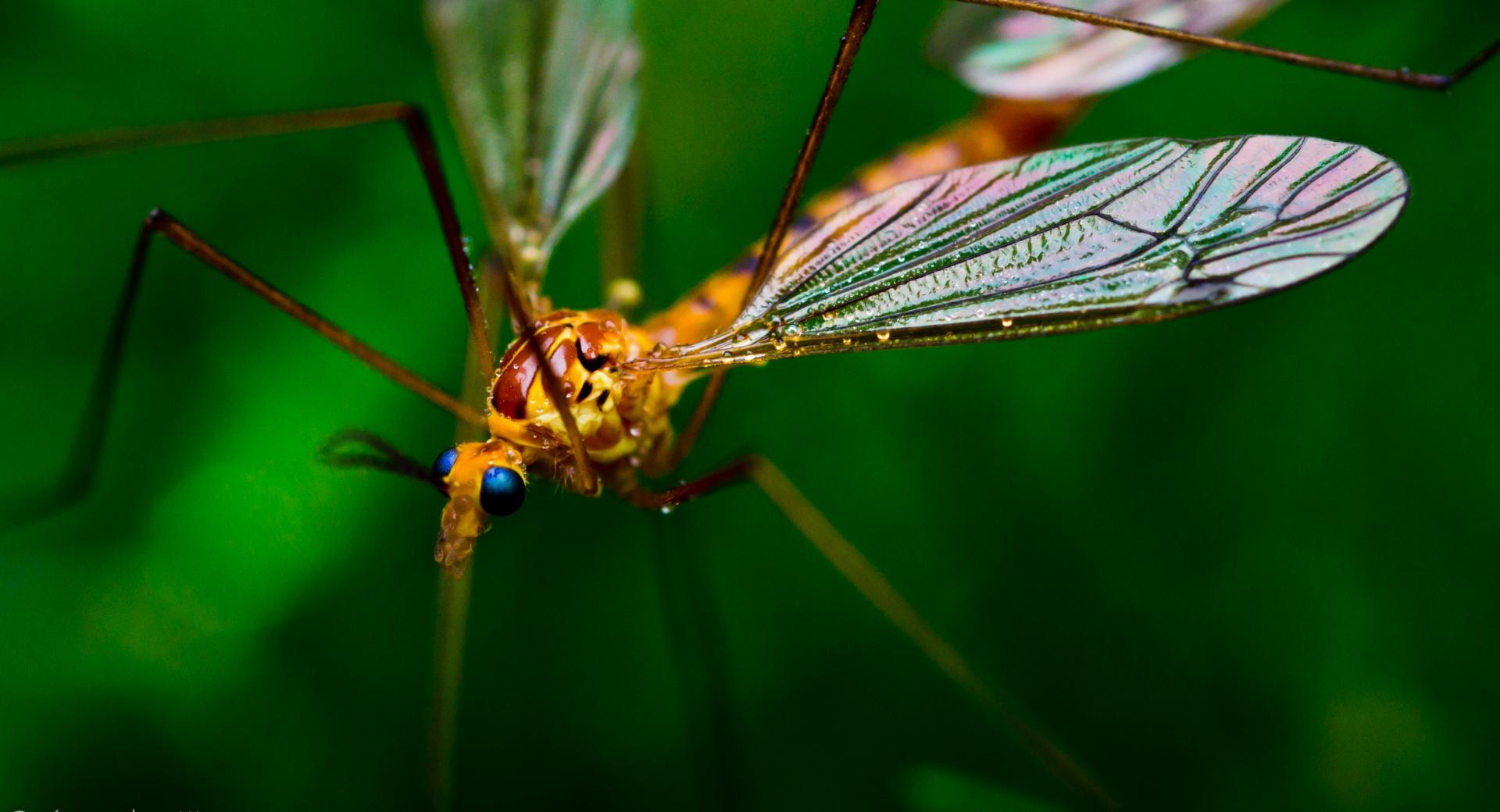 Crane Fly Macro at 320 x 480 iPhone size wallpapers HD quality