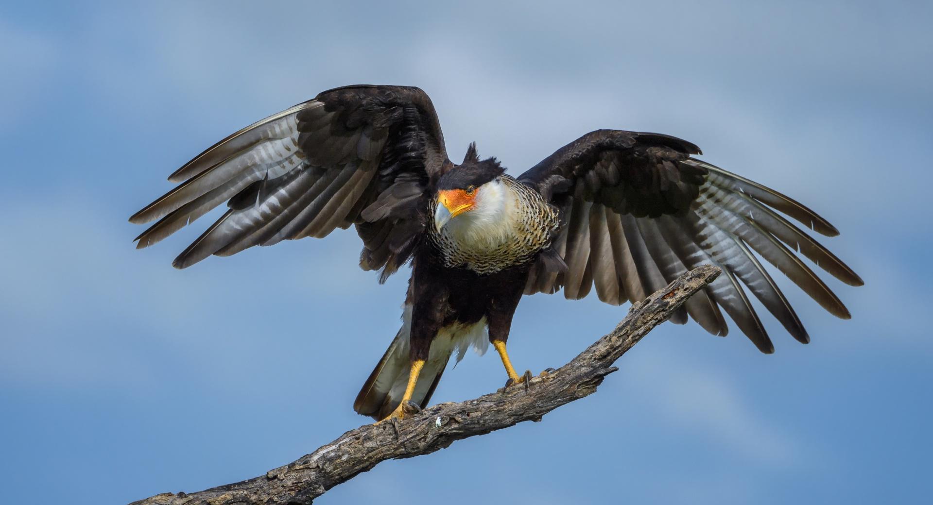 Crested Caracara Bird, Texas at 750 x 1334 iPhone 6 size wallpapers HD quality