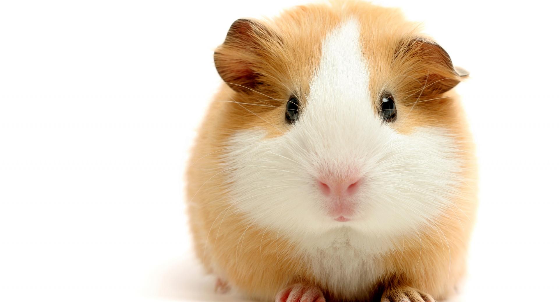Cute Guinea Pig at 320 x 480 iPhone size wallpapers HD quality