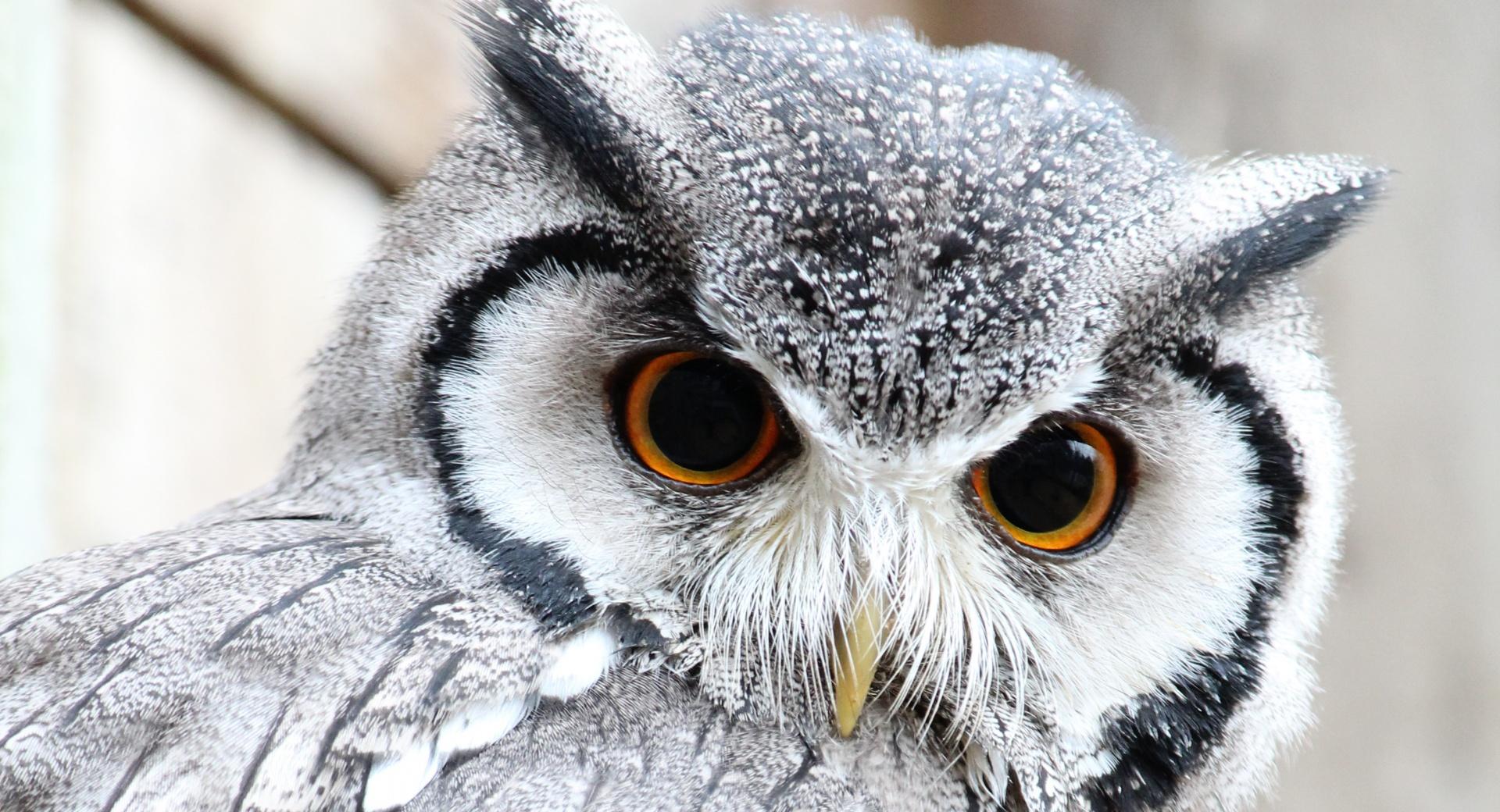 Cute Owl at 1600 x 1200 size wallpapers HD quality