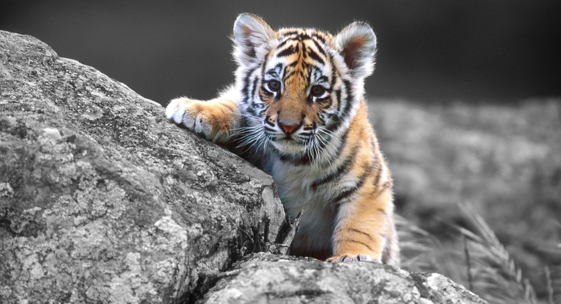 Cute Tiger Cub at 1024 x 1024 iPad size wallpapers HD quality