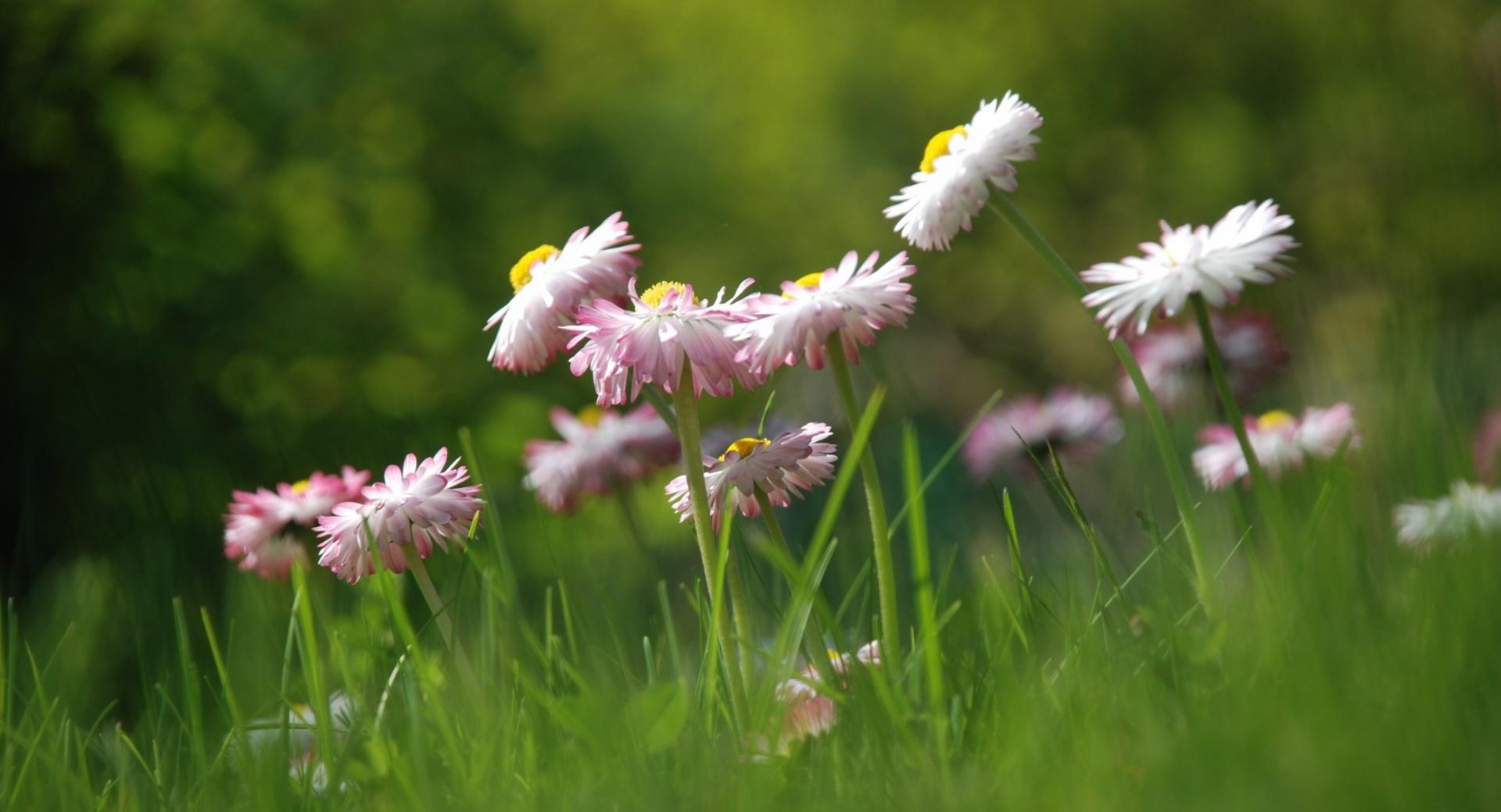 Daisies Meadow at 640 x 1136 iPhone 5 size wallpapers HD quality