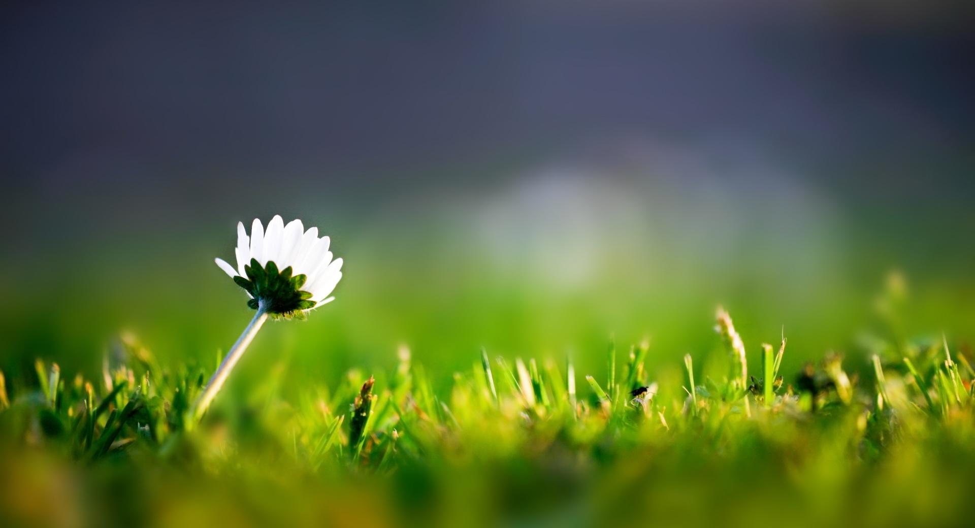 Daisy Macro wallpapers HD quality