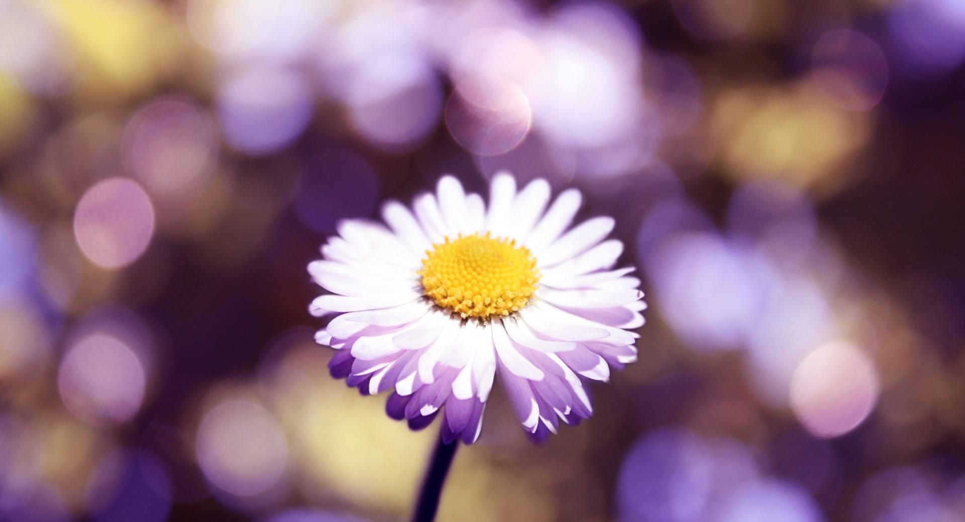 Daisy The Lights Close Up at 750 x 1334 iPhone 6 size wallpapers HD quality