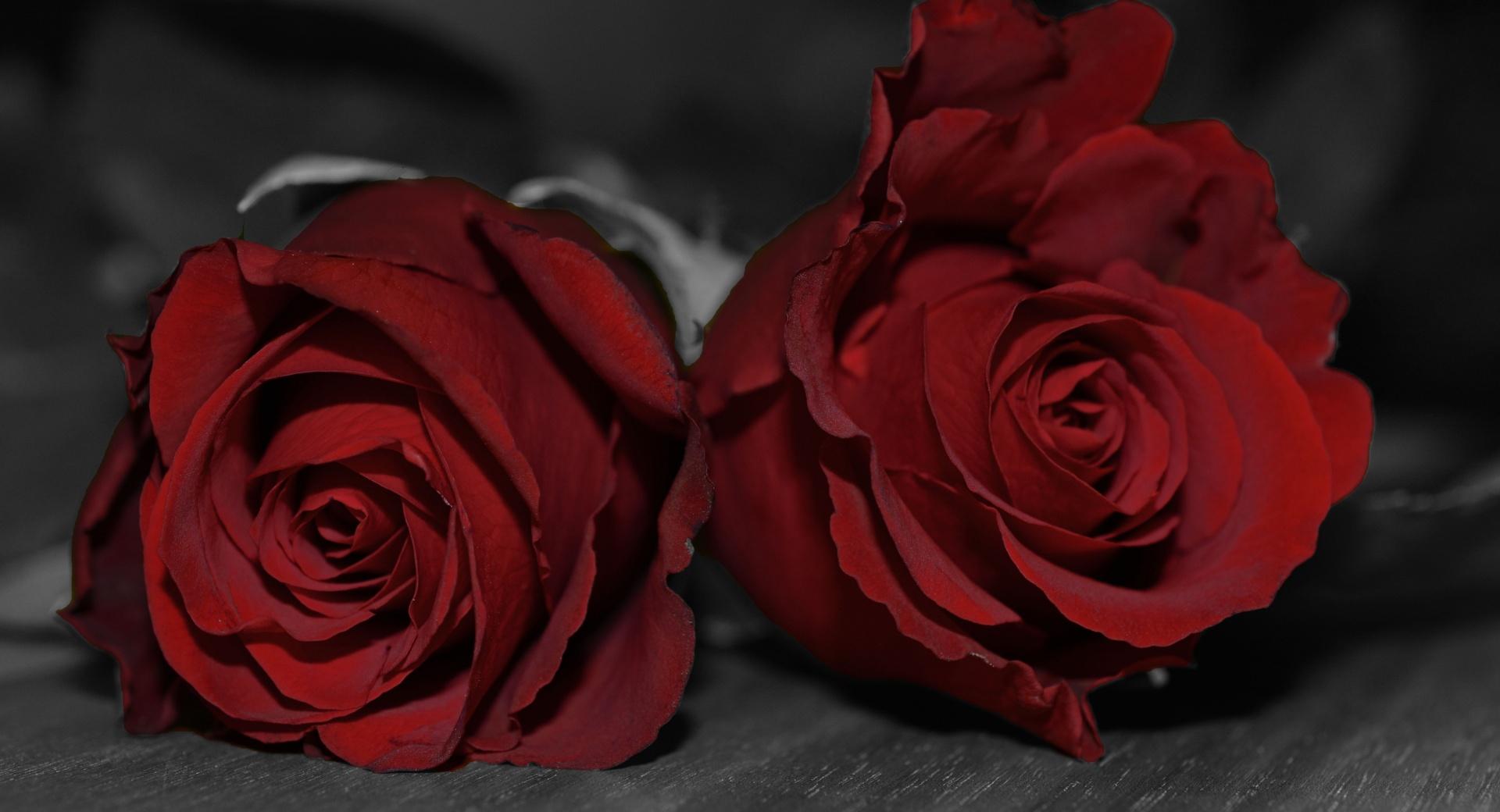 Dark Red Roses wallpapers HD quality