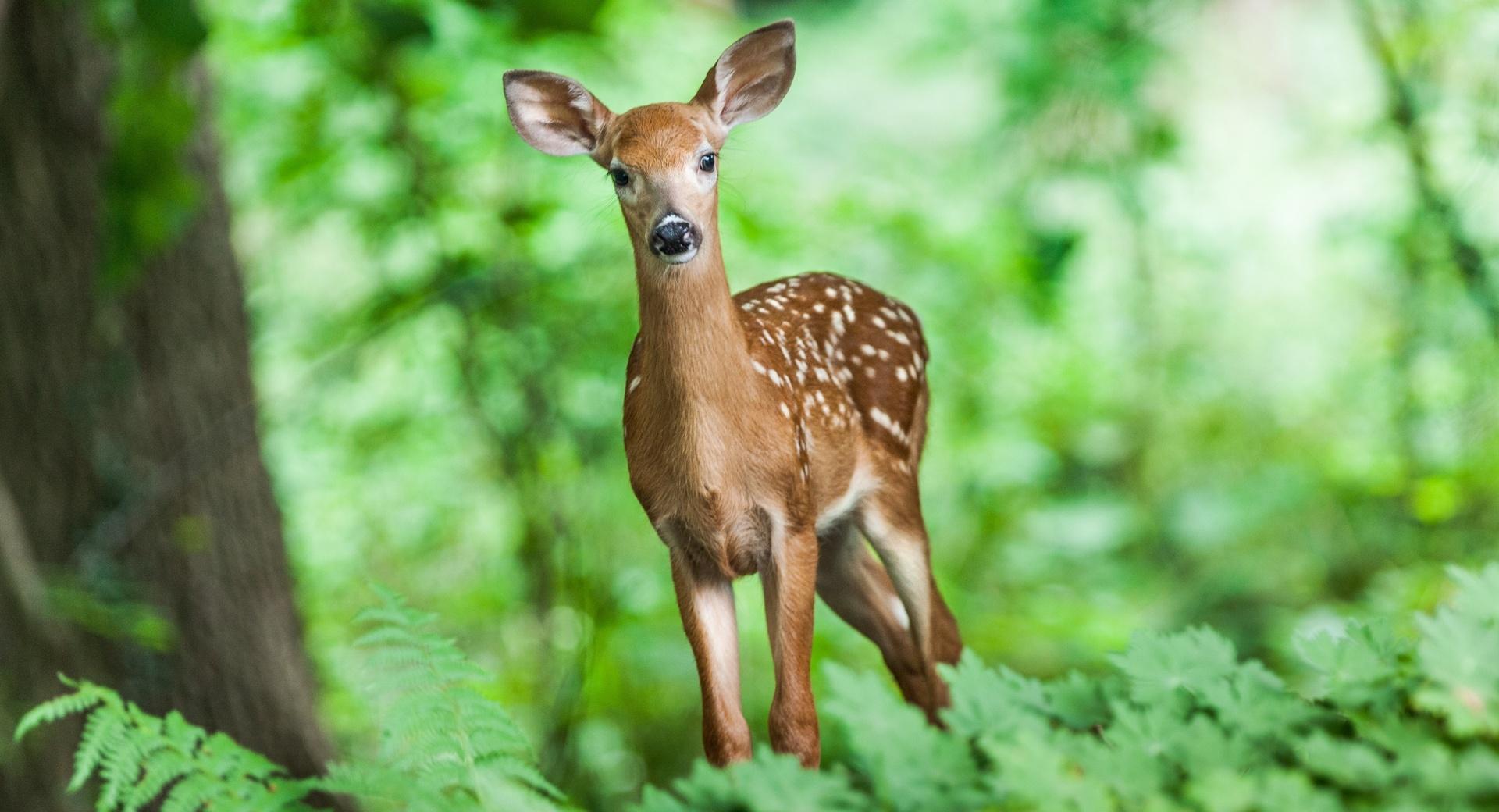 Deer, Woods at 750 x 1334 iPhone 6 size wallpapers HD quality